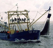 Garnalen vissen Texel